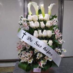 Paralelo 12 rosas